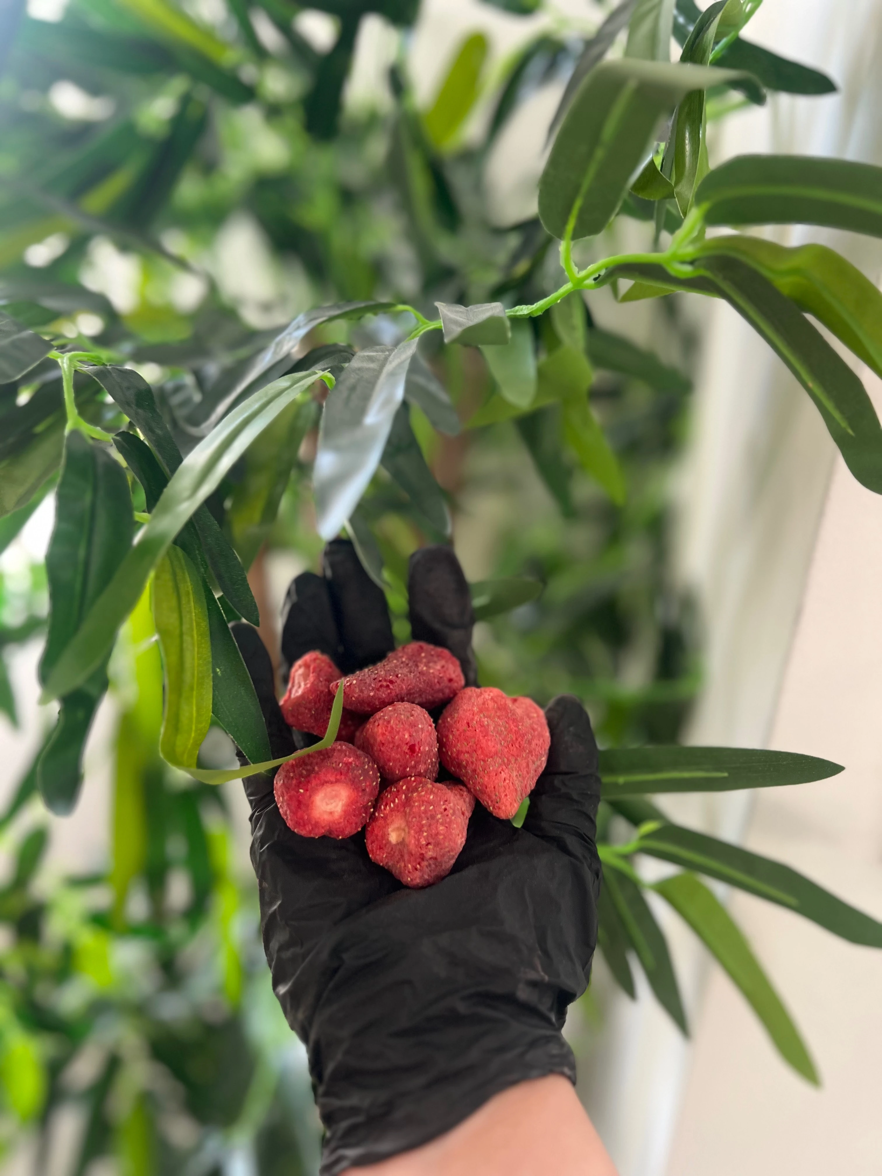 Freeze dried strawberries